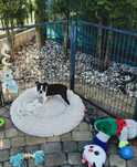 Boston Terrier - suczka ALA nie Buldog Francuski