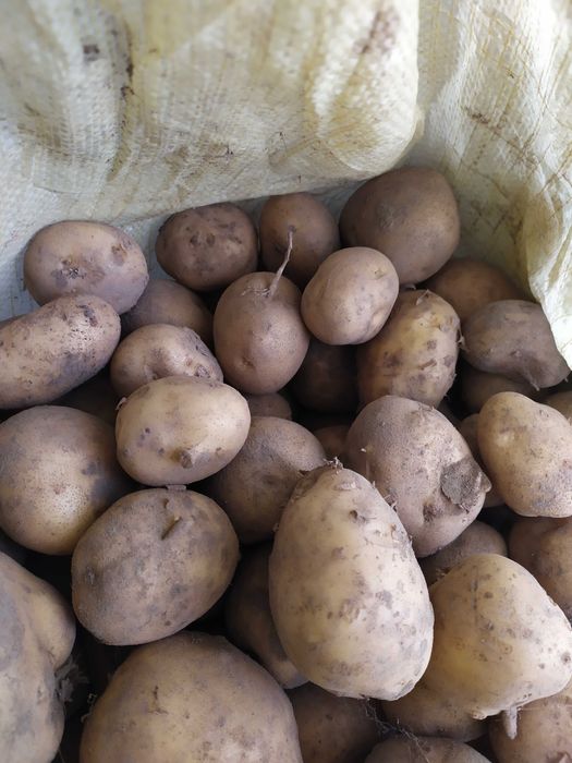 Ziemniaki kartofle ekologiczne Irga