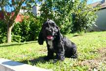 Cocker Spaniel Angielski- Suczka Czarna