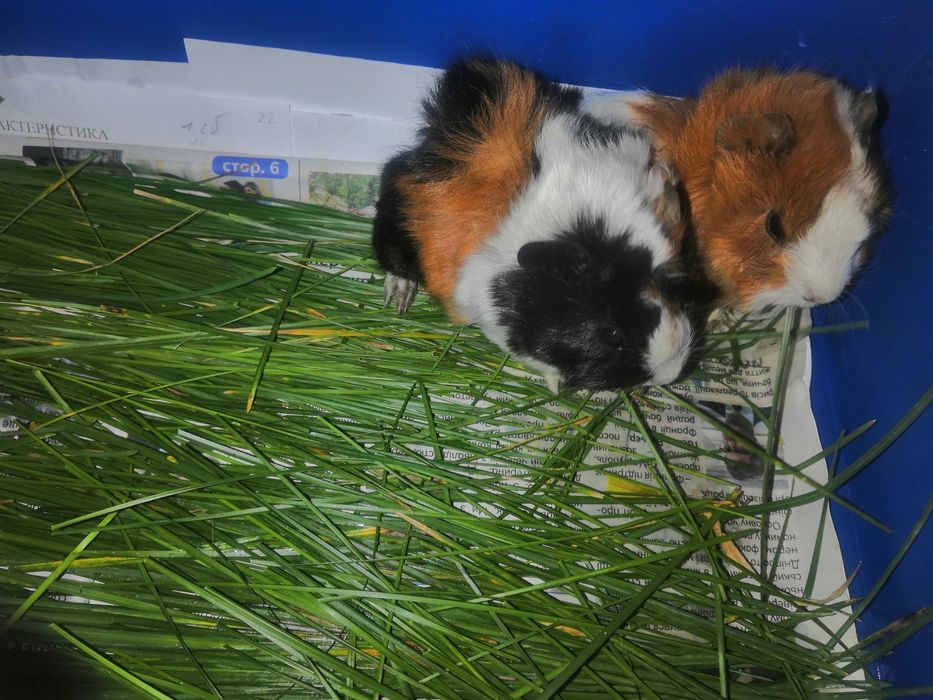 Продам морских свинок!!! Родились 18.06.2025