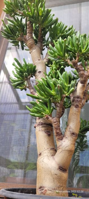 Hobbit crassula  grubosz mega okaz 65cm