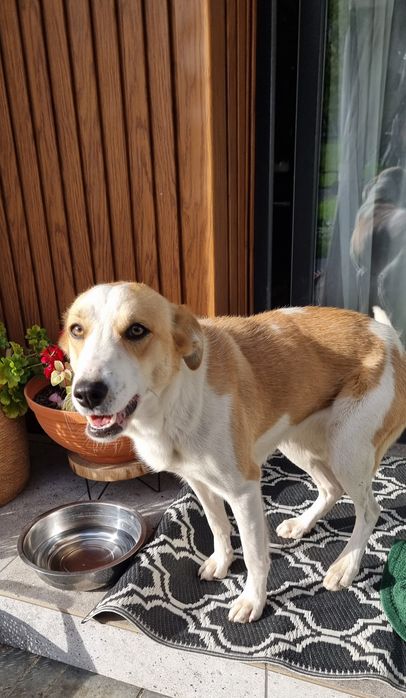 Młoda sunia do adopcji