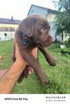 Labrador retriever szczeniak pies suczka