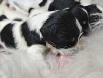 Szczeniak Polski Owczarek Nizinny FCI - Polish Lowland Sheepdog
