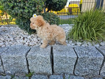 Maltipoo suczka mini laleczka