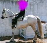 Vendo cavalo montado e engatado