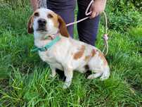 Bingo w typie Beagle szuka domu