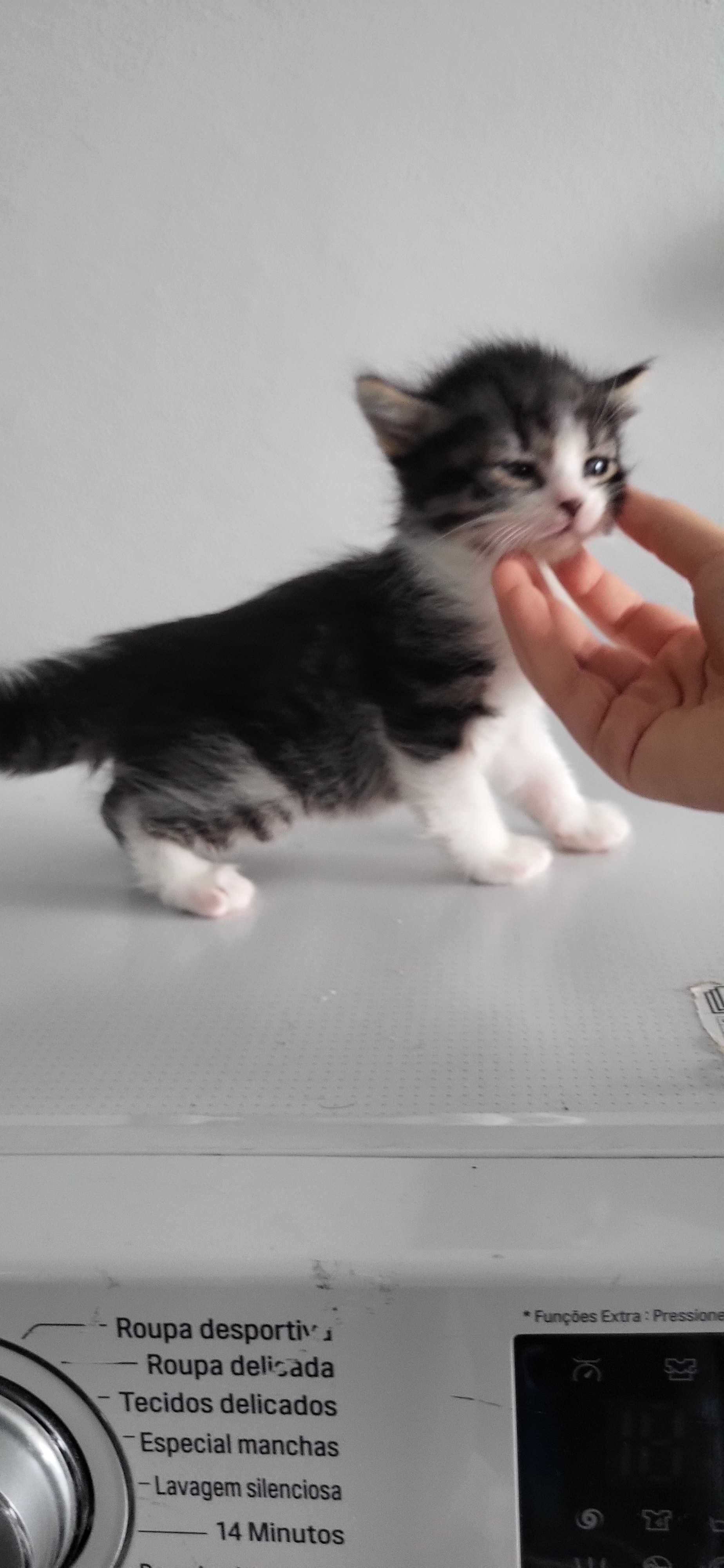 Gatos para adopção