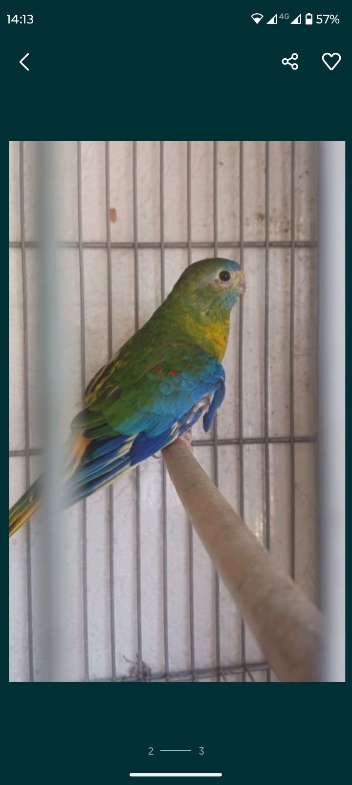 Várias Aves Pequeno Porte