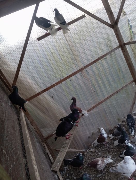 Gołębie mieszane itd