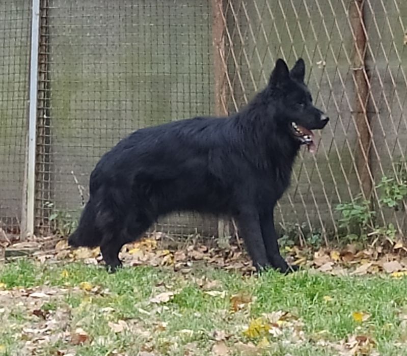 CAŁA POLSKA - Owczarek Staroniemiecki cały czarny, niemiecki, rodowód