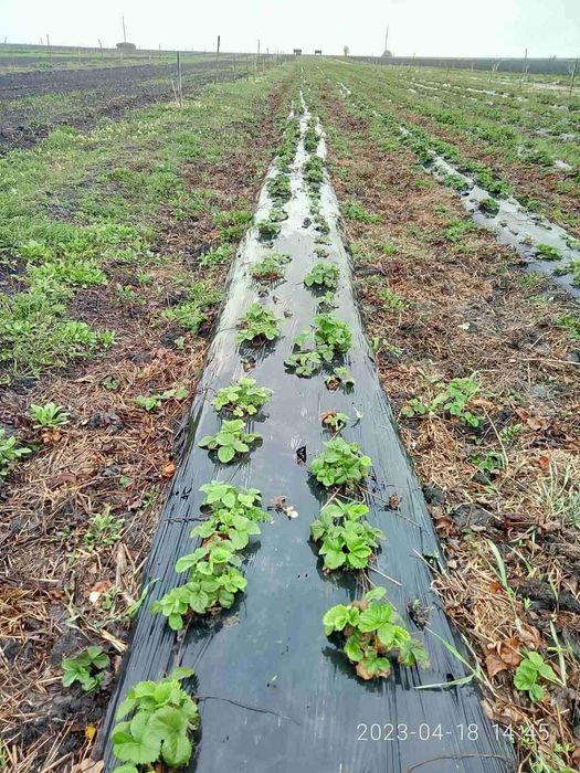 Саджанці полуниці садової