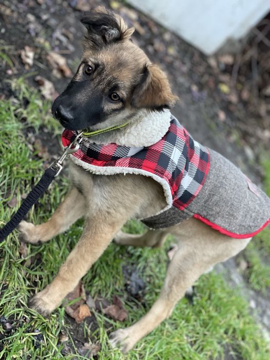 Щеночки в самые добрые руки