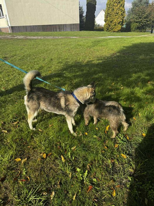 Przyjazna Luna w typie husky szuka domu