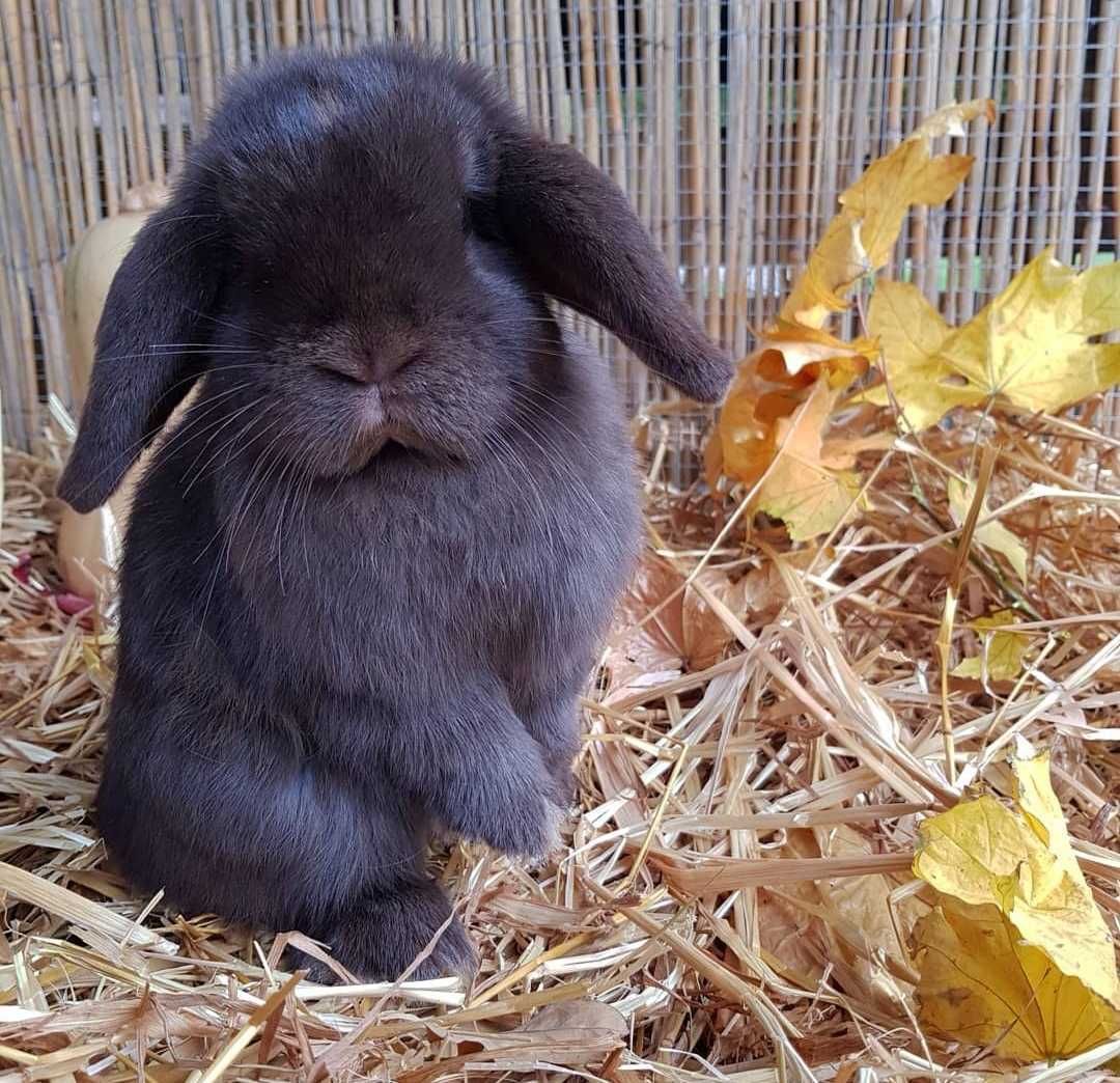 KIT Coelhos anões mini lop, orelhudos lindíssimos e super inteligentes