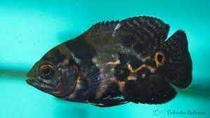 pielęgnica pawiooka brąz bielsko