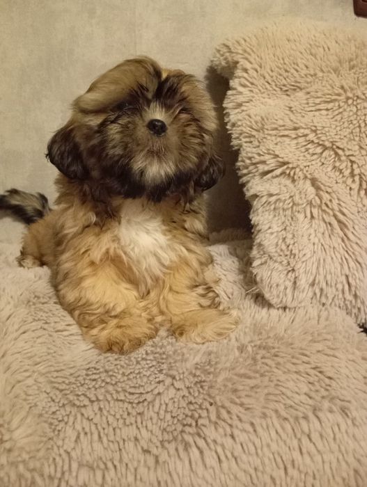 Shih-tzu śliczna sunia