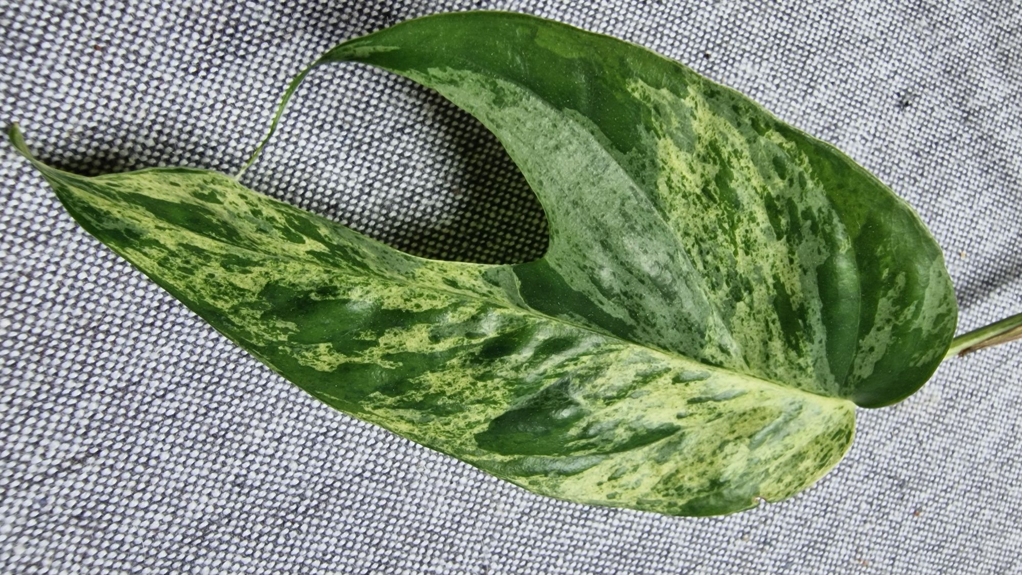 Epipremnum pinnatum Marble