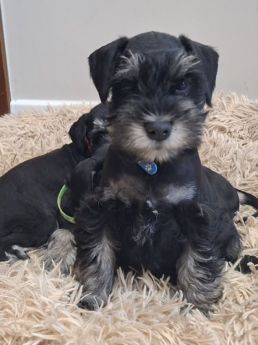 Sznaucer miniaturowy 8tyg z rodowodem