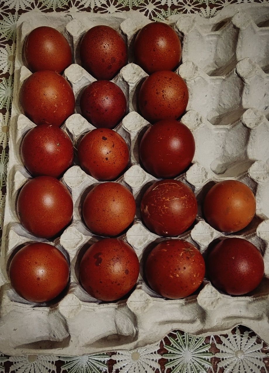 Маран чорномідний, інкубаційні яйця