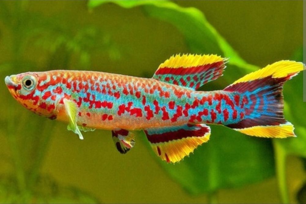 Killifish Gardneri