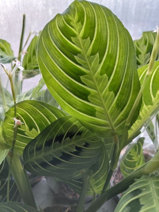 Maranta lemon lime, kolekcjonerska WYSYŁKA