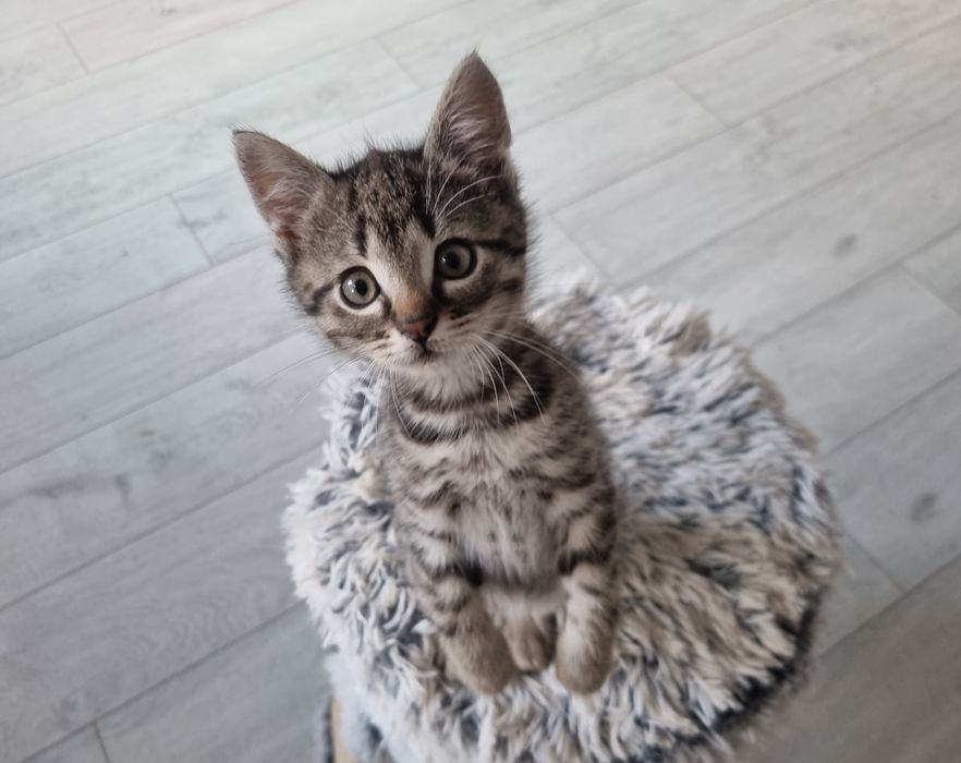 Dwa bure, młode kocurki do adopcji