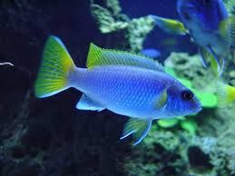Африканські цихліди(Malawi fish)