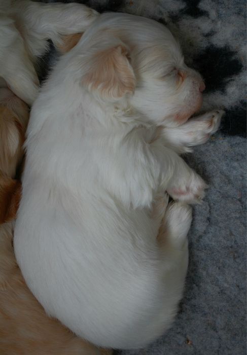 Hawańczyk ZKwP, dziewczynka