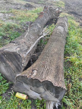 Sprzedam jesion kłoda tartaczna drzewo 4-5m 60-70cm drewno. 5szt