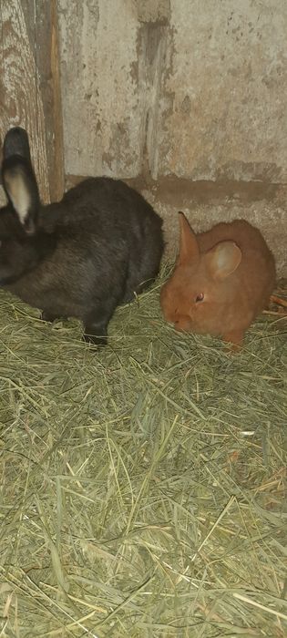 Продаються кроленята, 150грн. Кролі. Кроленята.