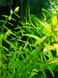 Rotala green roślina akwariowa