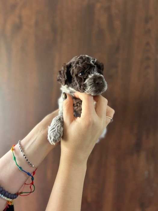 Lagotto Romagnolo chłopiec