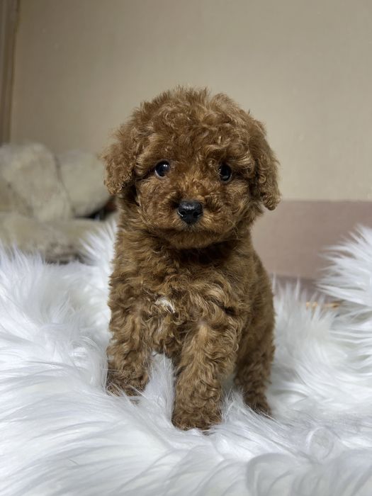 Той пудель Тікап . Дівчинка міні