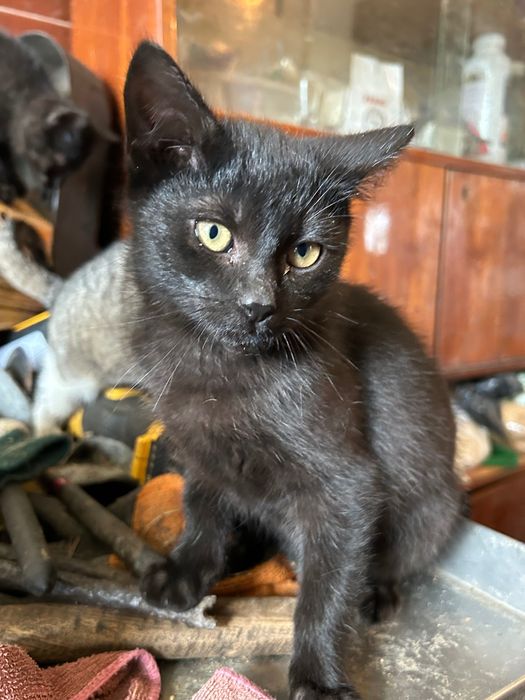 Oddam kotki w dobre ręce