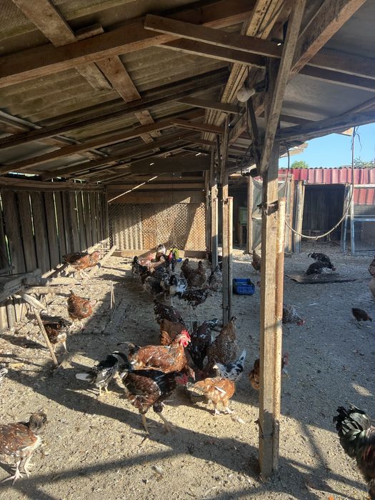 Молоді півні та річні курочки лівенська ситцева