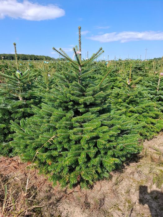 Jodła Kaukaska w donicy PREMIUM 150-175 cm/cięta od Tuchoinki.pl