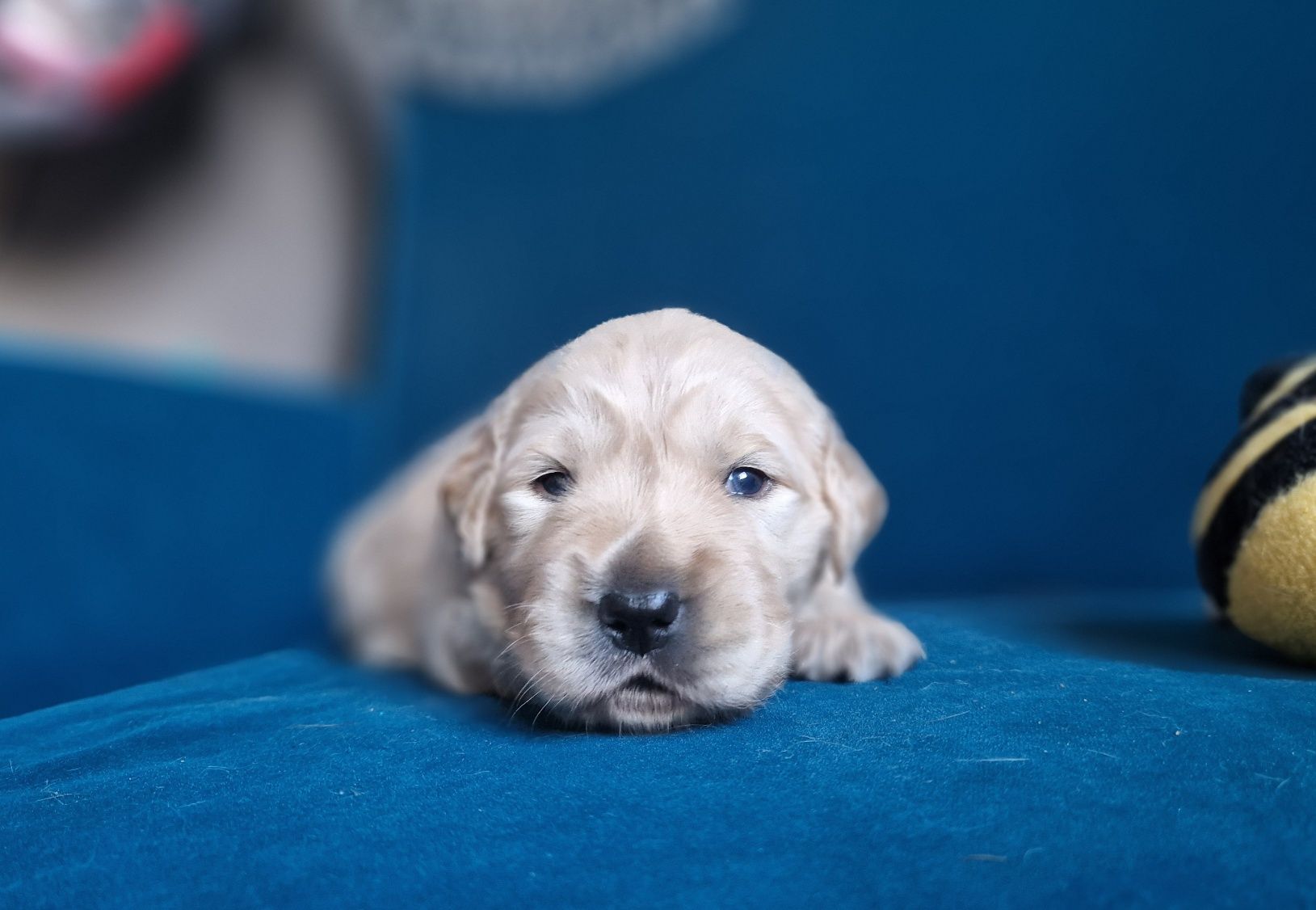 Golden Retriever Zkwp