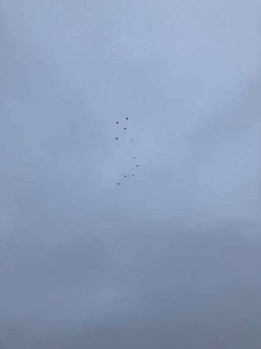 orlik polski, lubelski, szarik