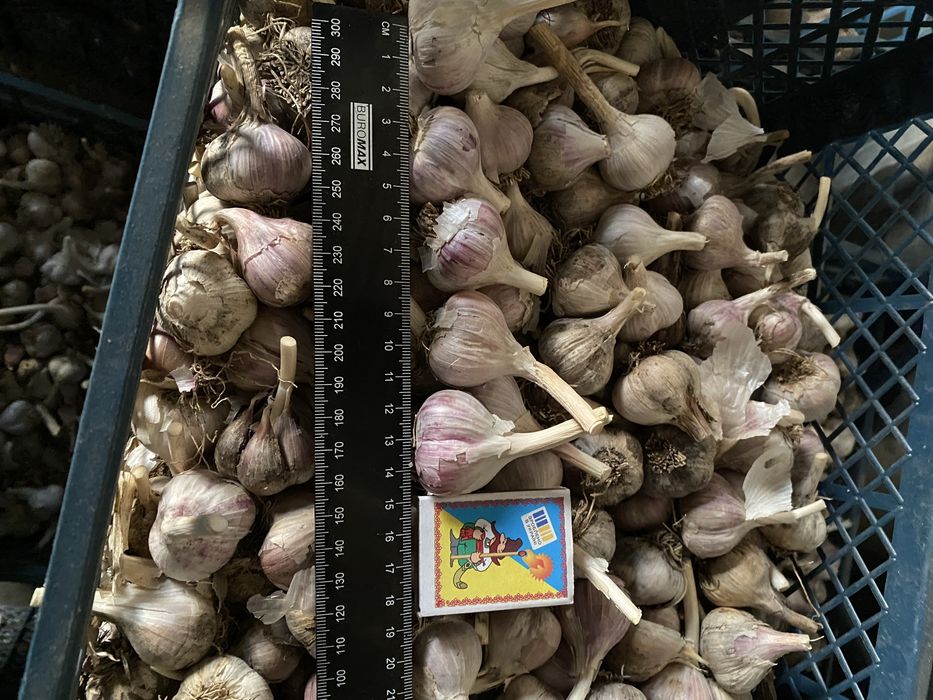 Посадковий Часник озимий Любаша, калібрований 2025 року –  роздріб