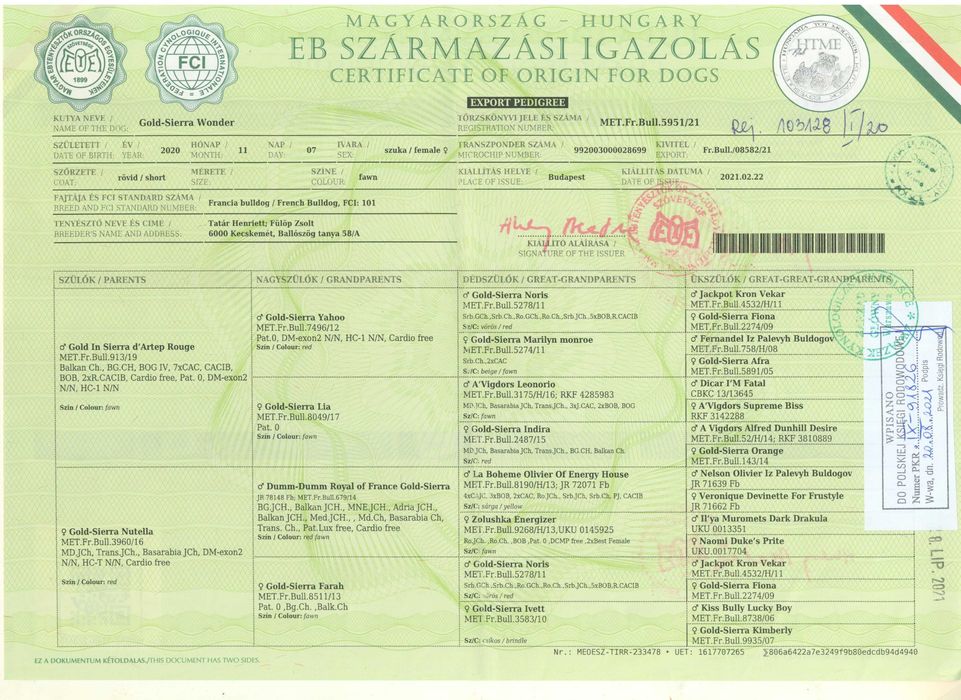 Buldog Francuski FCI  ZKwP , Maluch gotowy do zmiany domu