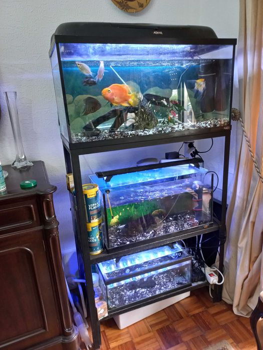 AQUÁRIOS COMPLETOS MAIS  EQUIPAMENTOS  SUPLENTES