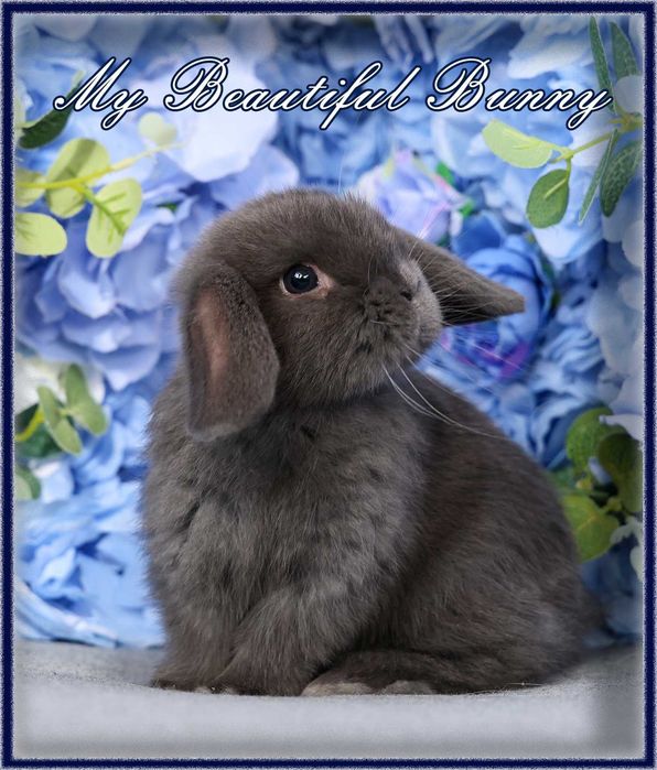 Młody Piękny Królik Mini Lop - Blue
