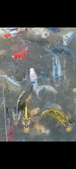 Ryby do stawów, Karpie Koi, Orfa, Narybek, Karaś ozdobny