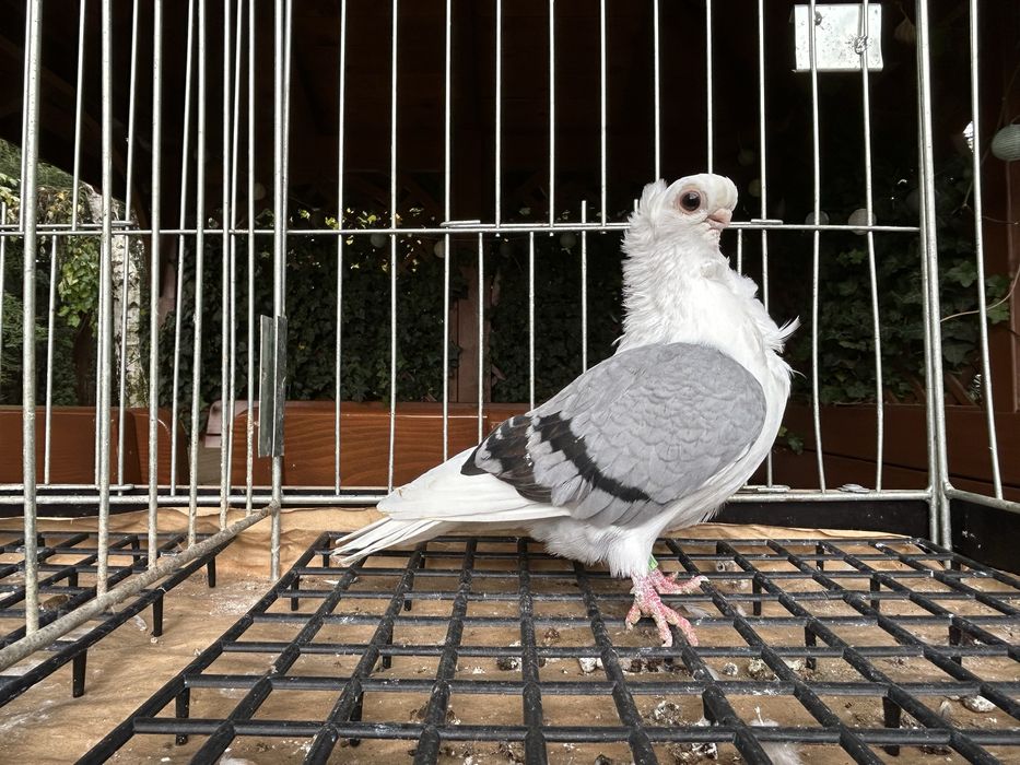 Gołębie ozdobne. Mewka pooska samiczka 2025r