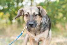 8-miesięczna sunia szczeniak Varia - śliczna niunia do adopcji