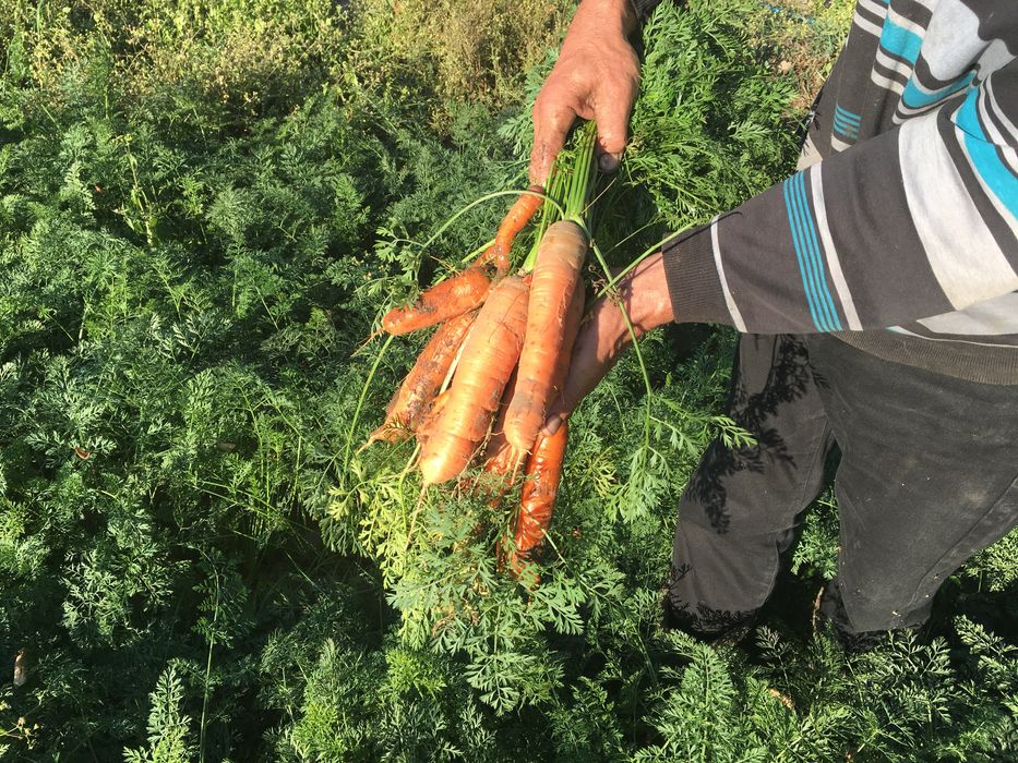 Marchew jadalna sprzedam