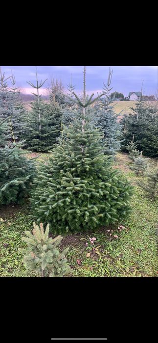 Stroisz jodla kaukaska swierk srebrny