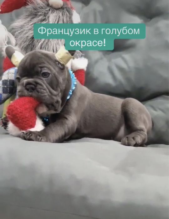 Чудо голубые глазки, голубой французик