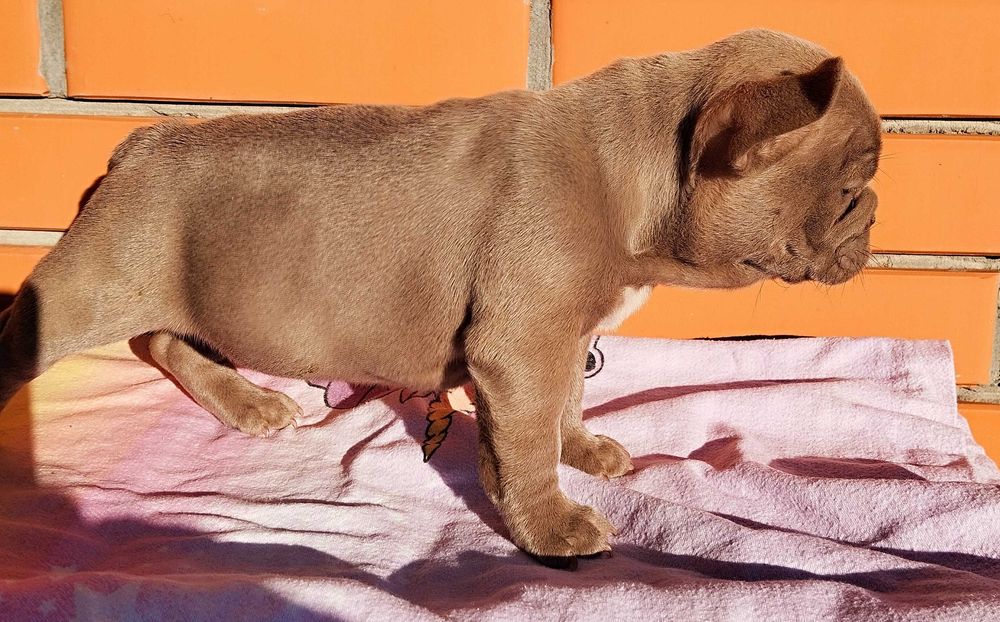 Цуценя французький бульдог дівчинка